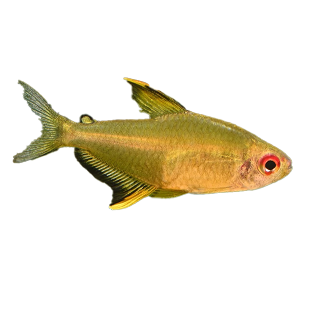 Imagem do peixe Tetra Limão